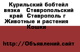Курильский бобтейл вязка - Ставропольский край, Ставрополь г. Животные и растения » Кошки   